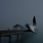 Morning Fog, by Ron van Gemert (FLCC)