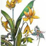 Adder's Tongue and Painted Trillium, ink and colored pencil, by Barbara Bean