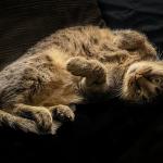 Cleocatra in Repose, digital photograph, by Craig Snapp