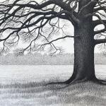 Beech Tree, pena nd ink, by Carolyn Judson