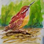 Carolina Wren, watercolor, by Nancy Marstaller