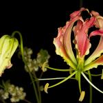 Gloriosa Superba Lily, photograph, by Paul Peranteau