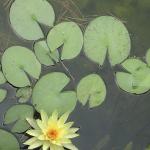 Water Lily, photograph, by Paul Peranteau